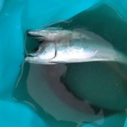 ジグサビキでアジ、サバ